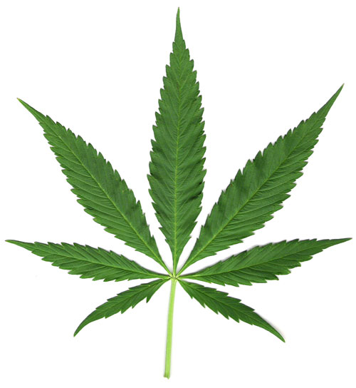 Legalización medicinal de la marihuana en Colombia, con el liderazgo del Senado