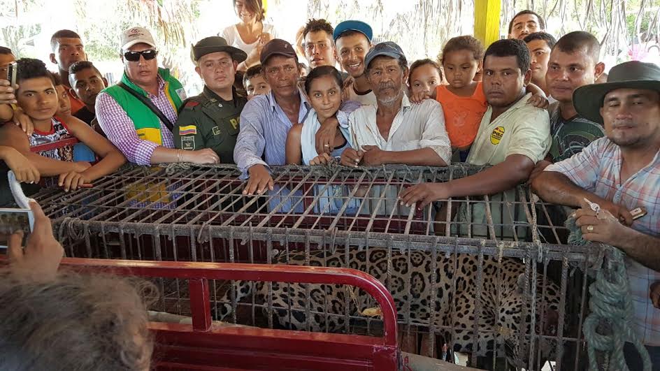 Jaguar que devoraba ganado  en Vijagual fue atrapado y entregado a la CAS para reintegro a su hábitat natural