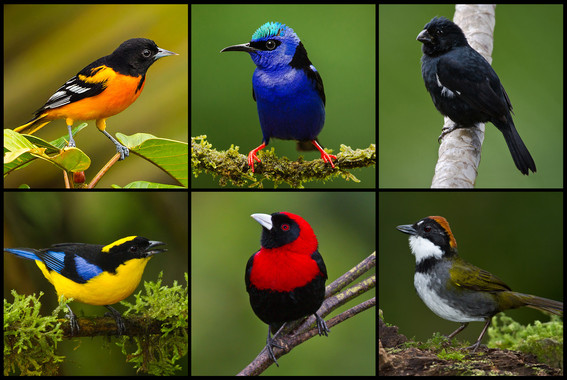 ​“Colombia ratificó su condición de paraíso para los observadores de aves”, Mincomercio