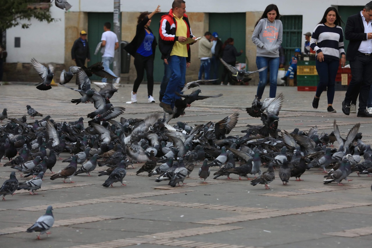 Medidas del Distrito para el control de la sobrepoblación de palomas en la Plaza de Bolívar