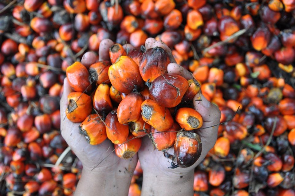 Fedepalma se la juega con campaña de promoción al consumo de aceite de palma colombiano