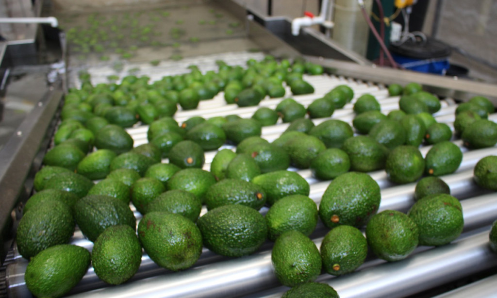 PRODUCTORES DE AGUACATE HASS COLOMBIANO PODRÁN EXPORTAR A JAPÓN DESDE EL 31 DE JULIO
