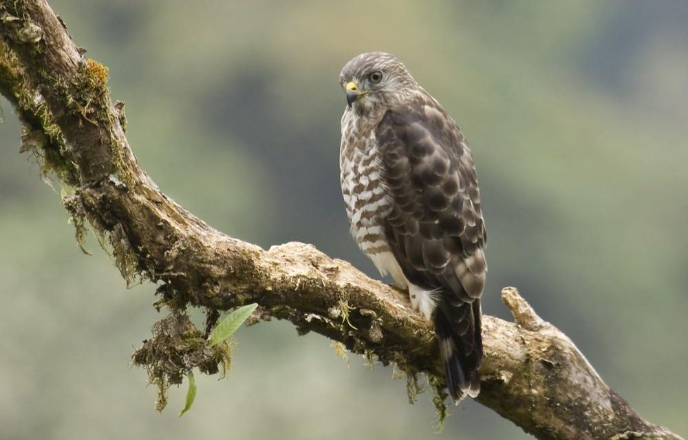 Las aves migratorias nos visitan, déjalas volar