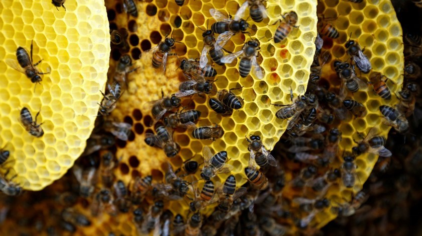 Producción de leche de almendras está acabando con las abejas; han muerto millones