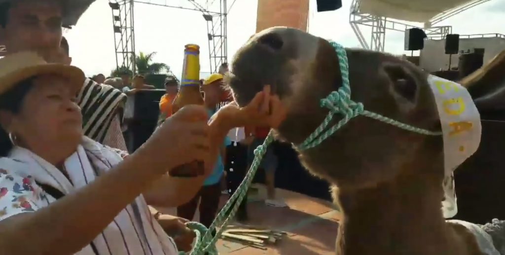 Un Instituto Departamental para la protección animal creará la Gobernación de Cundinamarca