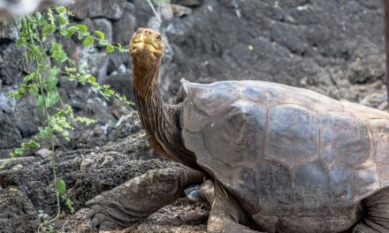 La tortuga de Galápagos, que procreó 800 hijos y salvó a su especie de la extinción, regresa a casa tras 87 años