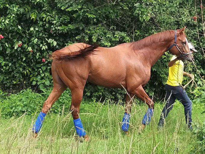 Grupo de Venezolanos con hambre roban y matan al caballo más famoso de ese País, para comérselo !