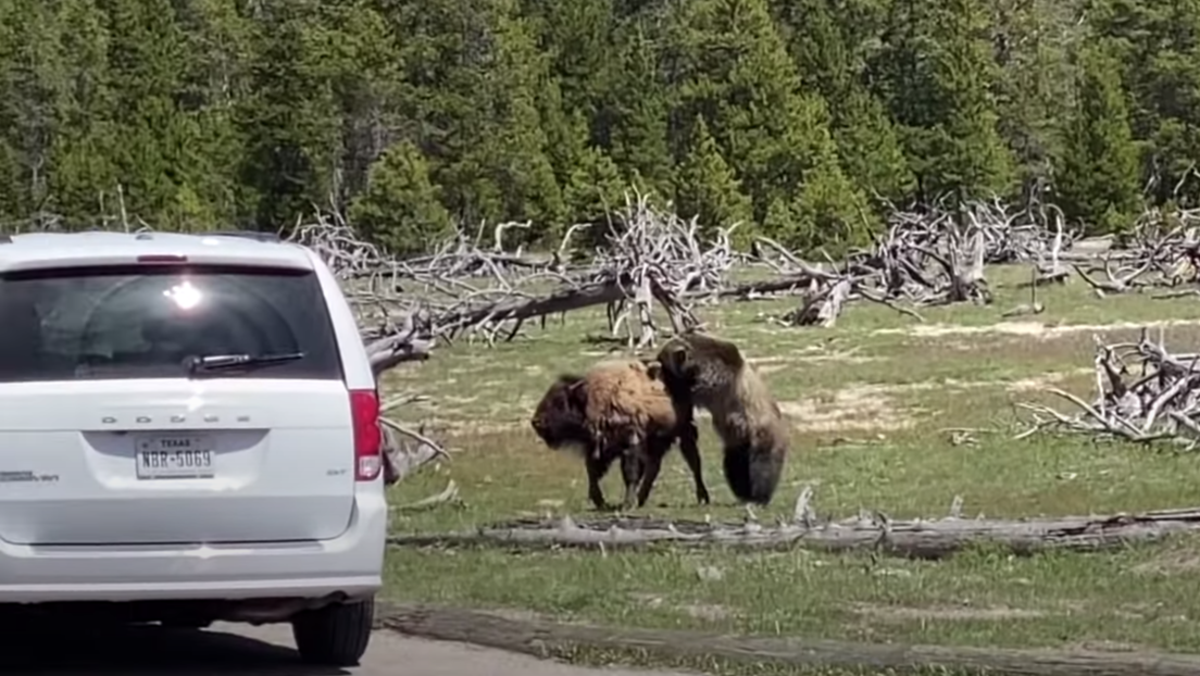 Un oso grizzly y un bisonte se enfrentan en un duelo de un solo sobreviviente en Yellowstone. Video