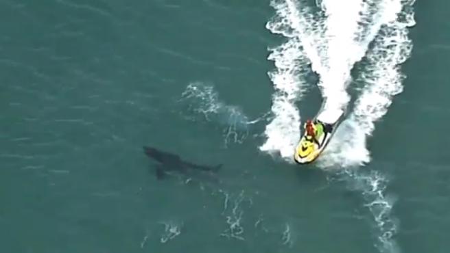 Un tiburón blanco mató a un surfista en Australia