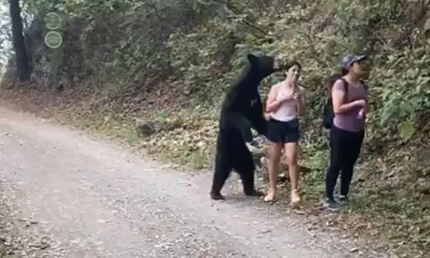VIDEOS: Un oso negro ‘abraza’ a una mexicana, pero esta mantiene la calma y hasta logra tomarse un selfi