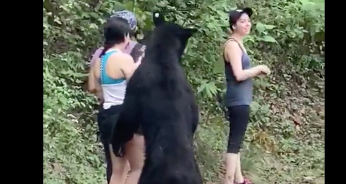 Aterrador momento que vivió mujer cuando un oso se le atravesó y ¡la abrazó!