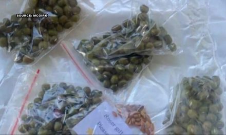 Qué hay detrás de los misteriosos paquetes con semillas chinas que llegan a hogares de Estados Unidos y otros países sin ser solicitados