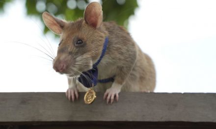 Condecoran con una medalla de oro a una rata por su trabajo para salvar vidas humanas detectando minas (VIDEO)