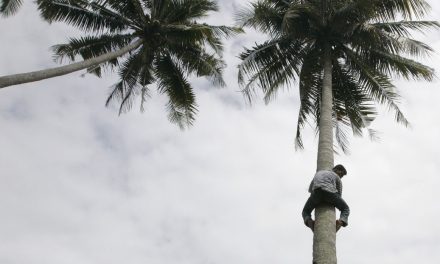 Un ministro de Sri Lanka ofrece una rueda de prensa subido a una palmera con un coco en la mano (VIDEO)