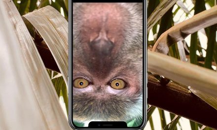 FOTO, VIDEO: Un mono ‘toma prestado’ un teléfono móvil y se saca ‘selfis’