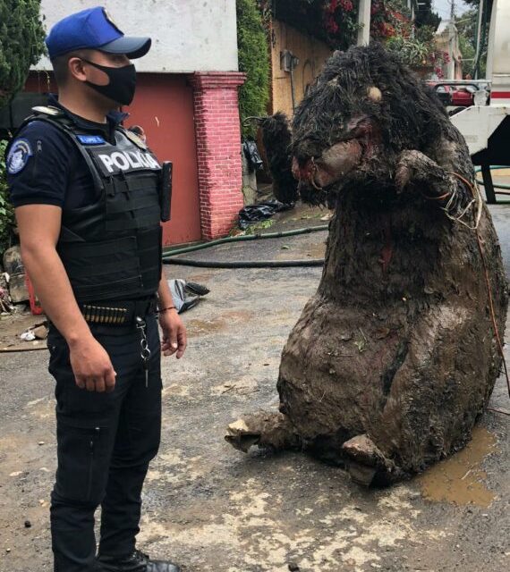 Encuentran rata gigante en el drenaje de la Ciudad de México