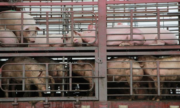 Un camión cargado de cerdos volcó en Argentina y la gente degolló a los animales en plena calle para llevárselos