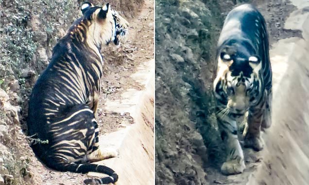 FOTOS: Captan imágenes de un tigre negro, un animal al borde de la extinción