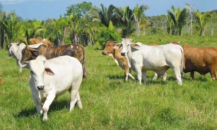 Investigación: la ganadería puede revertir el calentamiento global
