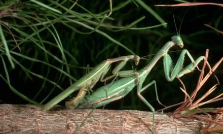 Descubrieron la astuta estrategia que desarolló un insecto macho para evitar que las hembras lo decapiten después del sexo