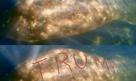 Buscan a los responsables de grabar la palabra ‘Trump’ en la espalda de un manatí en un río de Florida (VIDEO, FOTOS)