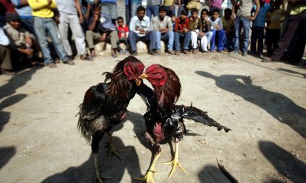 Un gallo mata a su dueño con una espuela durante una pelea ilegal