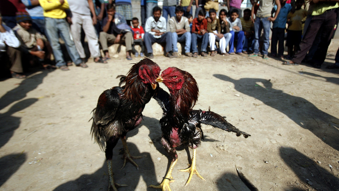 Un gallo mata a su dueño con una espuela durante una pelea ilegal
