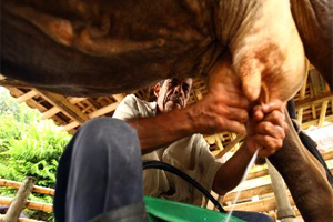 (DESDE LAS REDES) El «Llamado Justo» de SOS de los campesinos lecheros al país