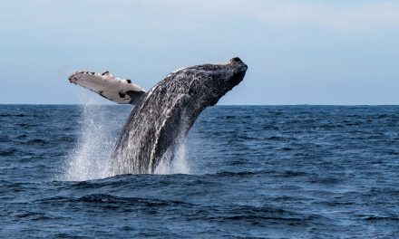«Estaba yo completamente adentro»: Un pescador de langostas sobrevive tras ser engullido por una ballena jorobada