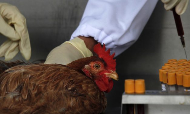 China registra el primer caso mundial de gripe aviar H10N3 en humanos
