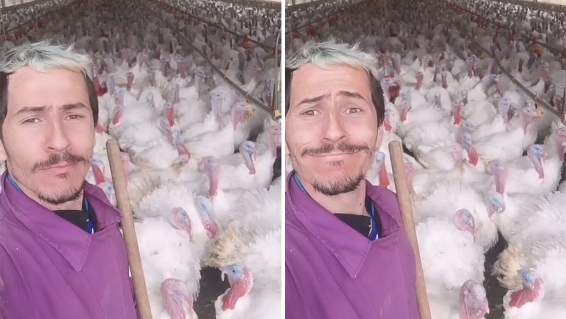 Un avicultor español se hace estrella en TikTok con videos en los que imita el cloqueo de sus pavos