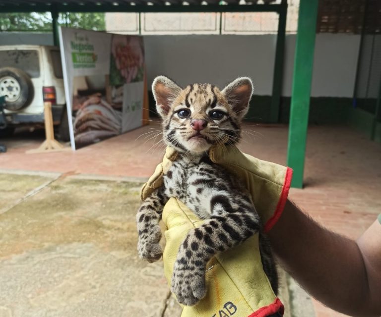 pROTEGER LA FAUNA SILVESTRE AFECTADA POR LAS INUNDACIONES DE LA mOJANA PIDEN AUTORIDADES AMBIENTALES.