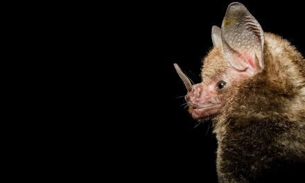 Cormacarena realiza control y prevención de zoonosis con murciélagos en el Meta