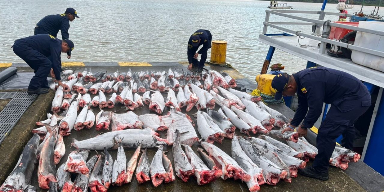 Tragedia ecológica: pesca ilegal de 114 tiburones en Bahía Solano