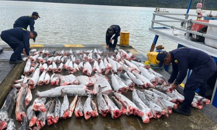 Tragedia ecológica: pesca ilegal de 114 tiburones en Bahía Solano