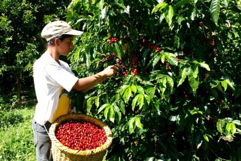 Colombia podría convertirse en el principal proveedor de café de EE.UU.