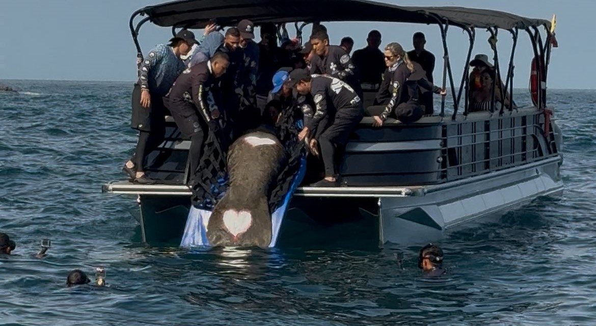 MANATÍ “CIRUELITO” REGRESÓ AL MAR LUEGO DE MÁS DE UN AÑO DE REHABILITACIÓN EN EL CENTRO DE RESCATE DE FAUNA MARINA