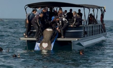MANATÍ “CIRUELITO” REGRESÓ AL MAR LUEGO DE MÁS DE UN AÑO DE REHABILITACIÓN EN EL CENTRO DE RESCATE DE FAUNA MARINA